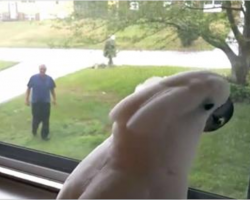 Cockatoo Can’t Contain His Excitement When He Sees His Dad Coming Home From Work