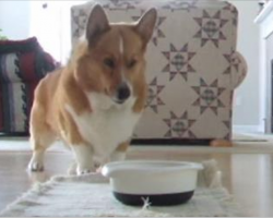 Corgi Can’t Get Enough Of Mealtime, Now Watch His “Happy Dance” That Has Everyone In Hysterics
