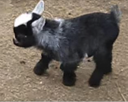 The 2-day old goats can dance. Watching this happy dance will definitely make your day!