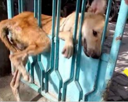Stray Dog Got Stuck In Gate And Nobody Wanted To Help – Now Watch When They Show Up
