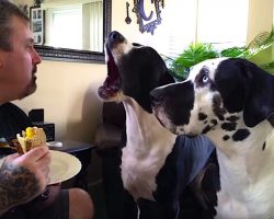 Great Dane Throws A Hilarious Tantrum For A Piece Of Dad’s Sandwich