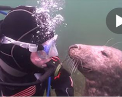 Diver doesn’t understand what seals wants — when he stretches out his hand, I can’t stop laughing