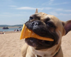 9 Delicious DIY Recipes for Your Summertime Dog