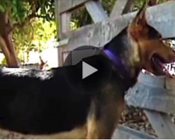 The dog would escape through the fence every day. The reason? I have no words.