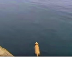 Dog Goes Missing Each Day, Owner Sees Him Jumping In Ocean And Discovers His Secret