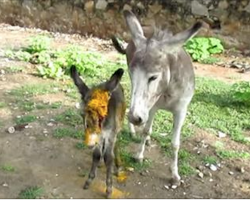 Donkey Cries For People To Help Save Her Wounded Baby – Her Prayers Are Finally Answered