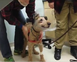 Blind Rescue Dog Gets His Eyesight Back In Tearjerking Video