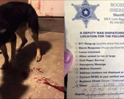 Family Comes Home From Church, Finds Dog Bleeding Out On The Porch Along With A Note
