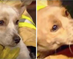 Firefighters Rush Into Burning House And Find Dog. Let Out Gasp When They Look Under Him