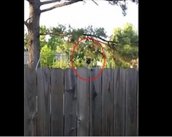 Neighbors Hear Noise On Trampoline. Animal That Pops Up Has Them Running For Their Camera