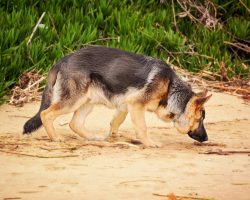 The 12 dog breeds with the best sense of smell