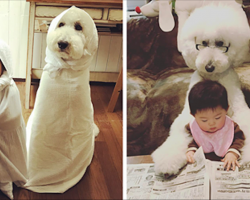 This Little Japanese Girl And Her Pet Poodle Will Make Your Day