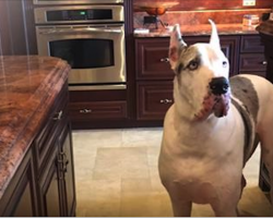 Great Dane complains his dinner is late, and the way he does is HILARIOUS!