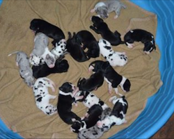 Amazing Great Dane Gives Birth To Record-Breaking 19 Puppies