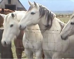 Horses Line Up To Meet A Tiny Friend They Just Can’t Seem To Understand