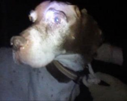 Hunter tied up and abandoned senior dog in the mountains, but vets were stunned by chip scan