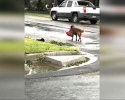 Mom Steps Outside To Check Hurricane Harvey Damage, Then Spots Dog Carrying Large Bag Of Food
