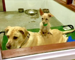 Tiny dog sits on friend at the shelter in hopes that they’ll be adopted together