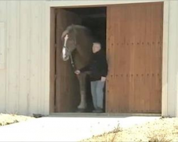 World’s Tallest Horse Stuns People Into Silence