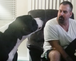 Jealous Great Dane Throws The Most ADORABLE Temper Tantrum! Hysterical!