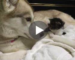 They Thought This Kitten Was Going To Die, But Then She Met A Husky Named Lilo And Everything Changes