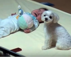 Tiny Baby Is Upset, Watch How Their Dog Takes Control Of The Situation