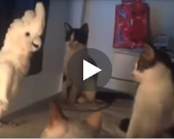 Lonely Parrot Wants To Fit In With The Gang Of Cats. What He Does Is Remarkable!