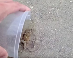 Man Saves Beached Octopus, Last Thing He Expects Is A Thank You He’ll Never Forget