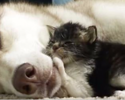 Nervous adopted kitten found herself a husky mama. See them together one year later