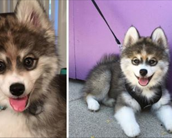Meet this husky-pomeranian mixed puppy – People can’t get over just how cute he is