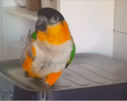 The Parrot Was Sat Quietly Until His Favorite Irish Song Came On, Now He’s A Viral Star