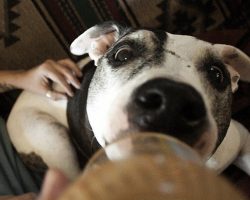 7 Delicious Peanut Butter Dog Treat Recipes