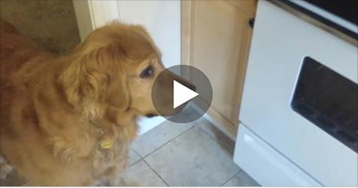 Dry Food For Very Picky Dogs Dry Food For Very Picky Dogs