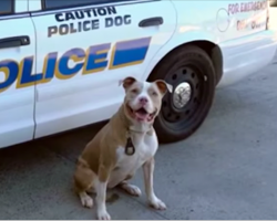Dog rescued from abuse and neglect becomes New York’s first pit bull K9 officer