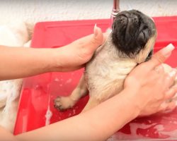 Pug Puppy Is Experiencing His First Bath And He’s In Heaven
