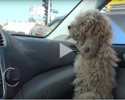 He lets a homeless Poodle into his Car. Now keep your eyes on the Dog’s Fur. Oh My Goodness!
