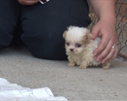 They introduce this rescue pup to a new friend — and it’s too adorable for words