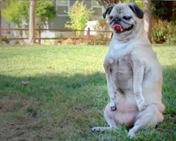 Rescued Pug Doesn’t Let Two Broken Elbows Slow Her Down