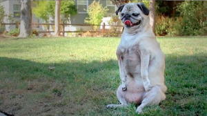 Rescued Pug Doesn’t Let Two Broken Elbows Slow Her Down