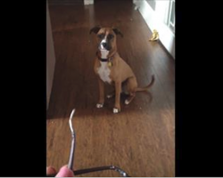 Mom Finds Her Chewed-up Glasses. When She Confronts Her Dog, His Embarrassment Has Internet In Laughter