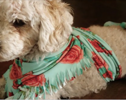If You See a Dog With a Scarf Wrapped Around Its Body, Here’s What It Means