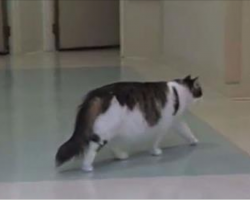 Stray Cat Wanders Into Nursing Home, But Footage Proves Why This Cat Is Extraordinary