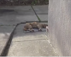 Stray wanders into a yard and collapses — then Hope For Paws shows up