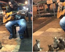 This Street Musician Was About To Call It Quits… But Then These Kittens Showed Up And Did This.