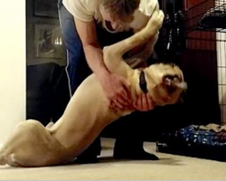 This stubborn Bull Mastiff Bedtime Routine Will Leave You in Hysterics. Hilarious!