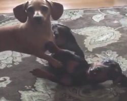 The Dachshund Brothers Are Fighting, But Then Mom Says The Magic Word… LOL