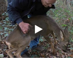 He thought the deer was giving up on life. But then this happened…
