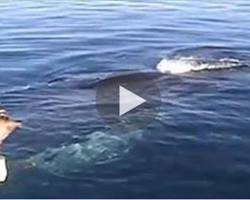 They thought this whale was dead. Then something AWESOME happened that brought tears to my eyes.