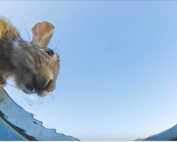 Guy Hides Camera In Bucket Of Water To See Who Comes To Drink, And Result Doesn’t Disappoint