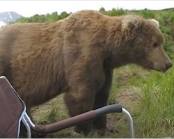 Man Relaxing In Camping Chair Gets Big Shock When A Bear Decides To Sit Next To Him